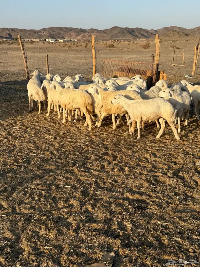 للبيع رخال ومعزا 8
