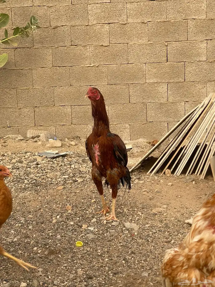 دجاج باكستاني 2