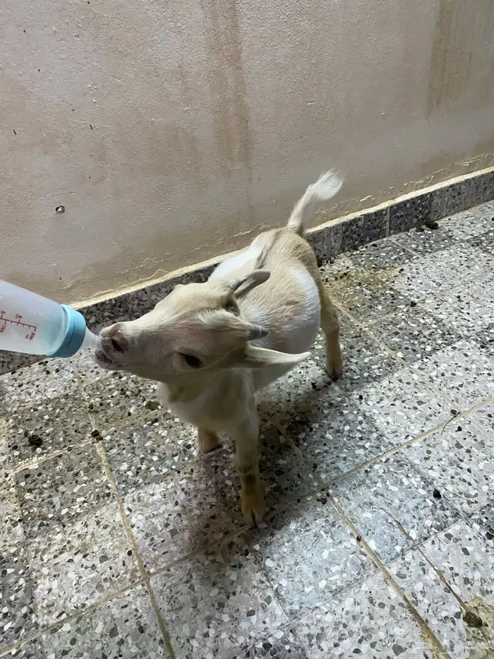 ماعز قزم للبيع 1