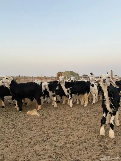 طليان نجد العدد 48 فيه 7 رخال index