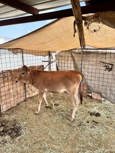 بقر 0