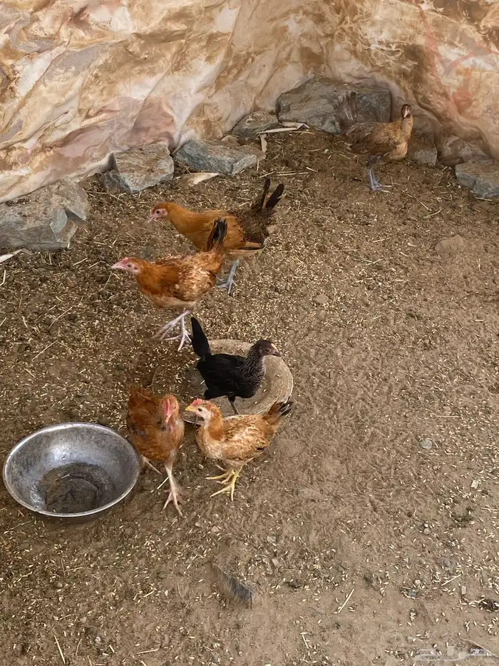 دجاج كفرصحة شرط بلدي الموقع بيشه الحازمي 3