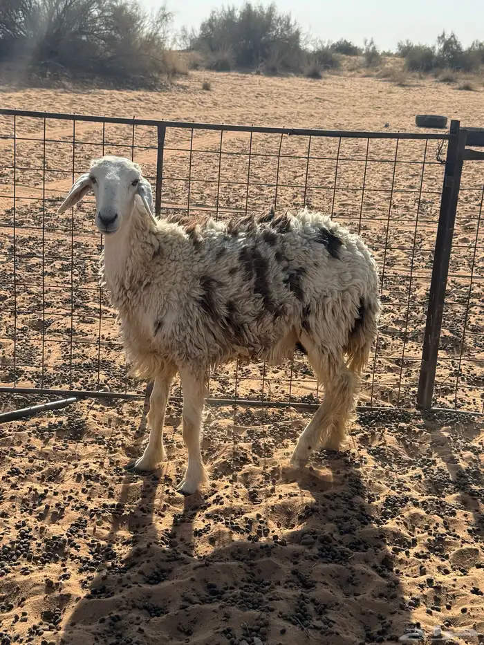 ثنوات خلفات 3