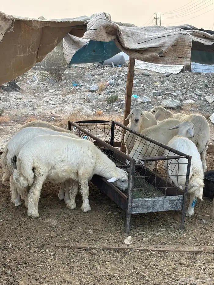 طليان حري 1
