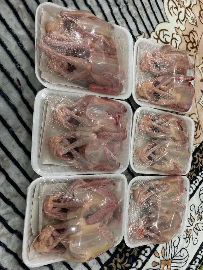 زغاليل الطايف 2
