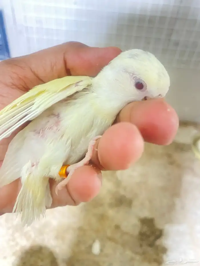 فرخ روز 2