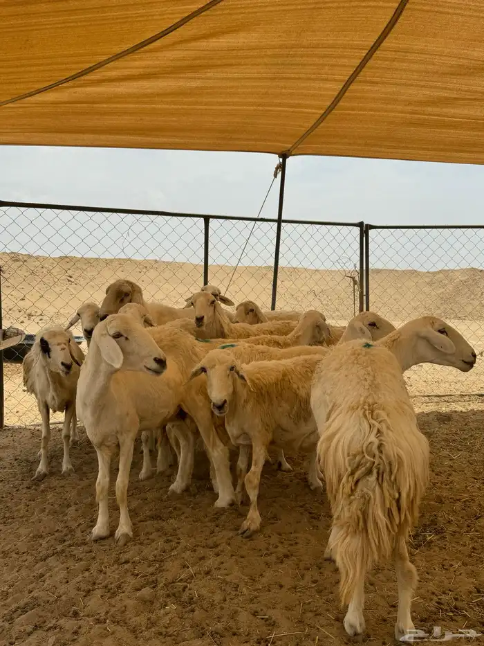 غنم حريات 18 بفحلها دفيع على كلام الدكتور والله اعلم 0
