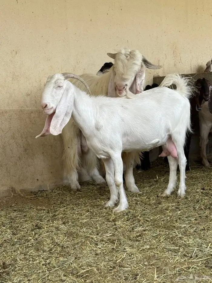 عنز مطوره بيضاء 0
