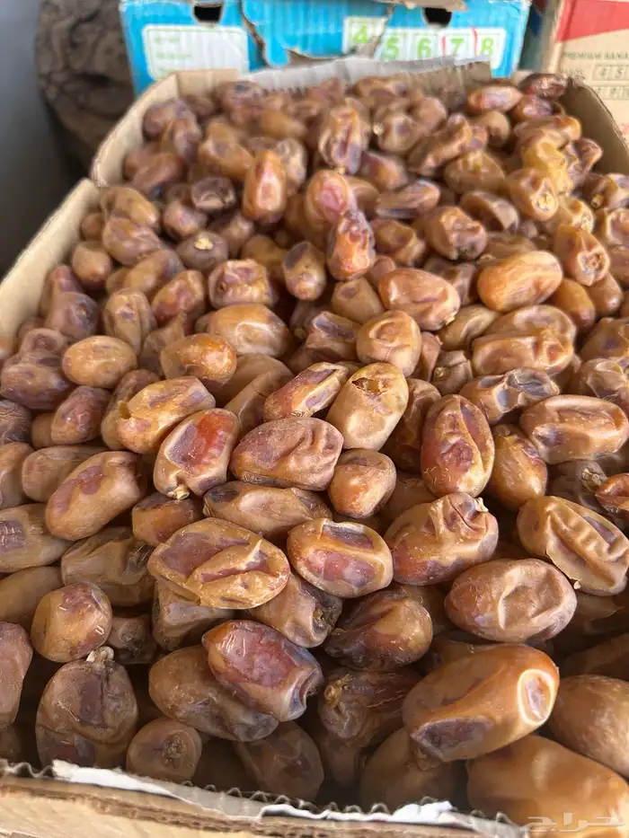 خلاص حساء كفو كفو اكبر حبة في السوق الدواسر ع السوم. 21كليو 3