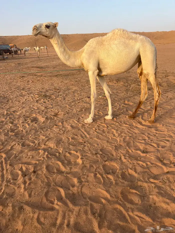 بكره 4