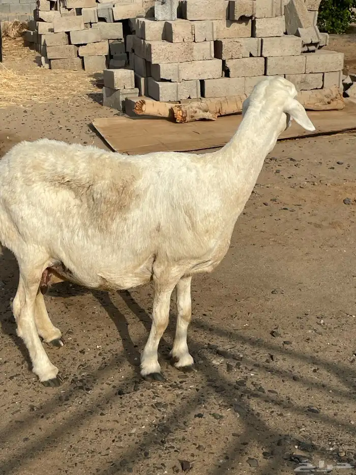 نعجه حريه مضرع 4