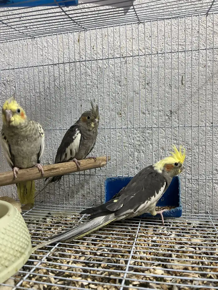 3 فروخ كوكتيل غر   3 فروخ عمر 4 شهور 2