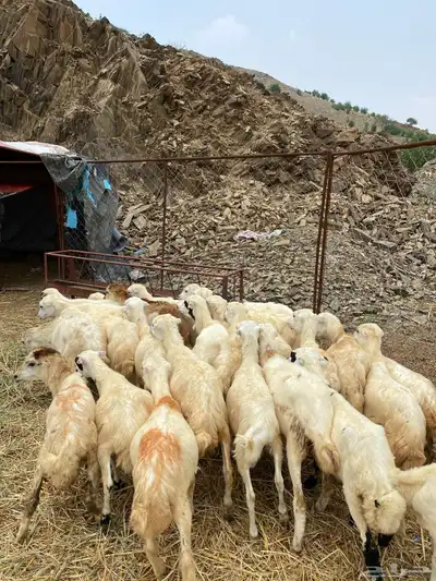 رخال رفيديات index
