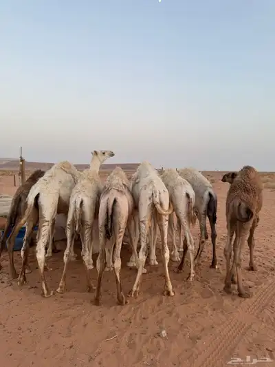 حشو قصب index