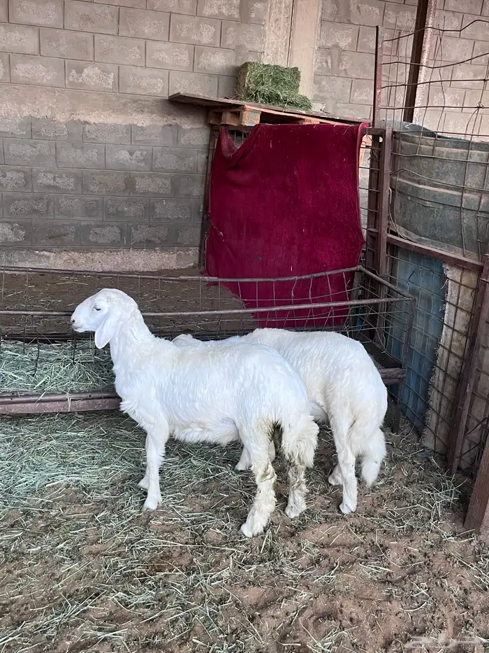 طليان حريات للبيع 2