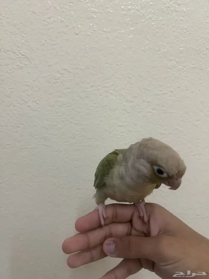 كنيور سنمون اليف 1
