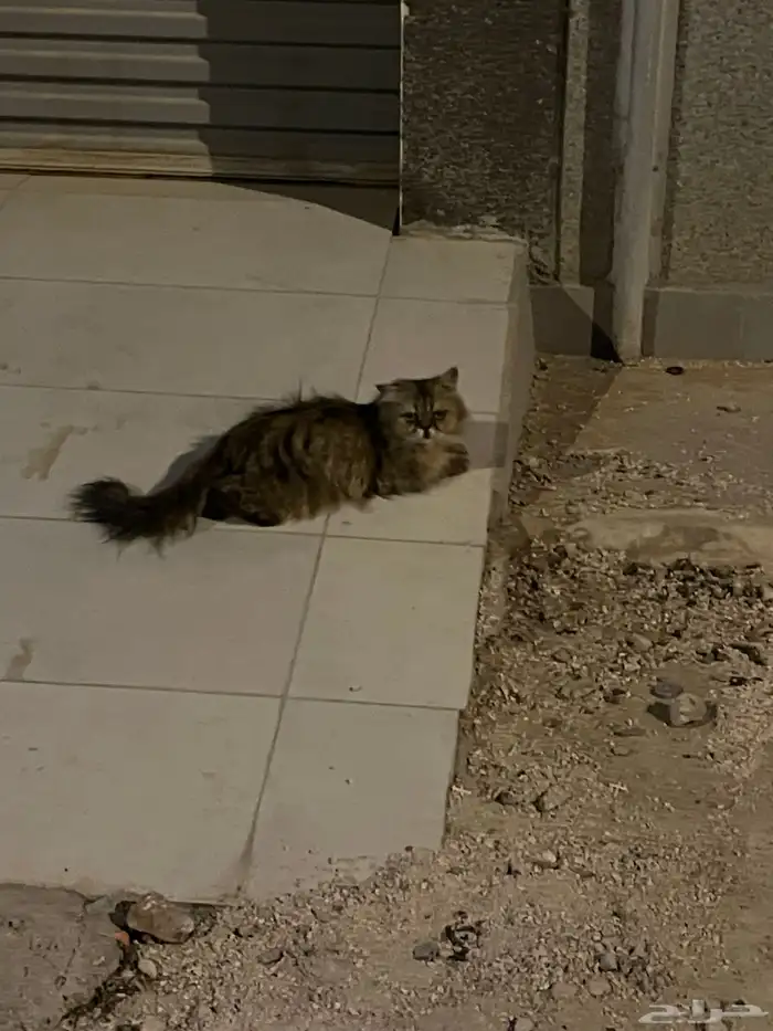 قطه بيرشن بيكي فيس مفقوده 0