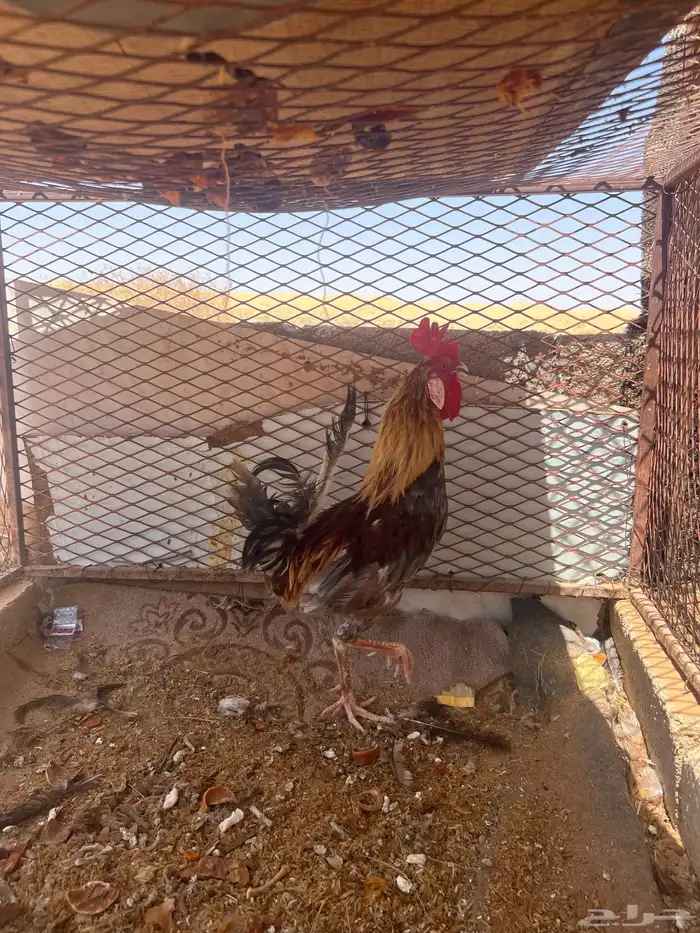 ديك عربي اصيل طويل 0