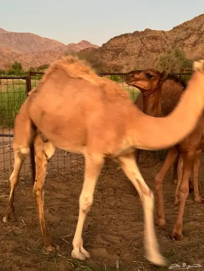 قعود العمر9 شهور سمين الموقع رخو index