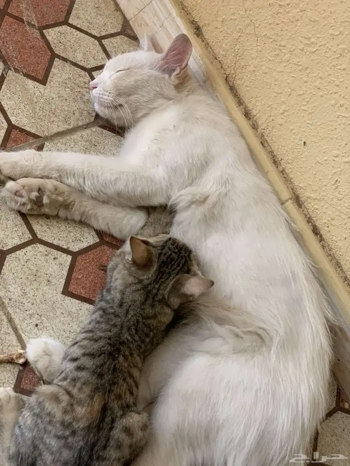 قطوه بيت ضايعه الي حقته يجي ياخذها 1