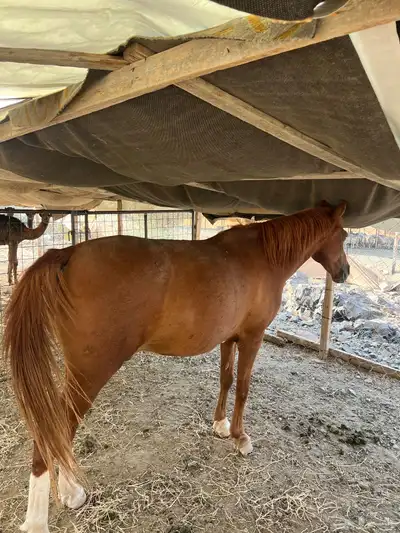 خيل index