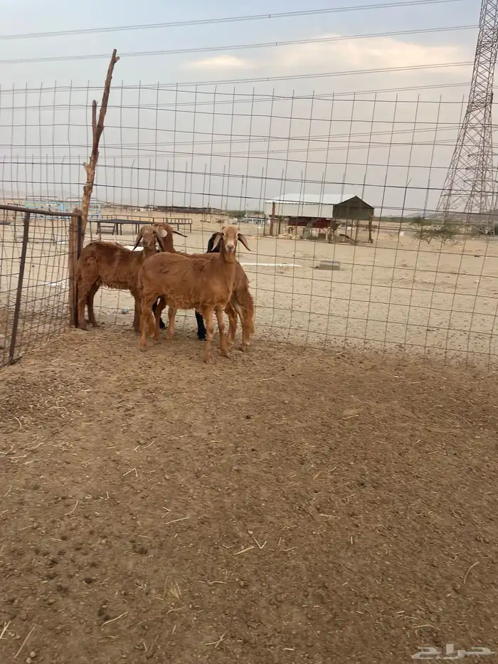 رخال سواكني درمانيات 1