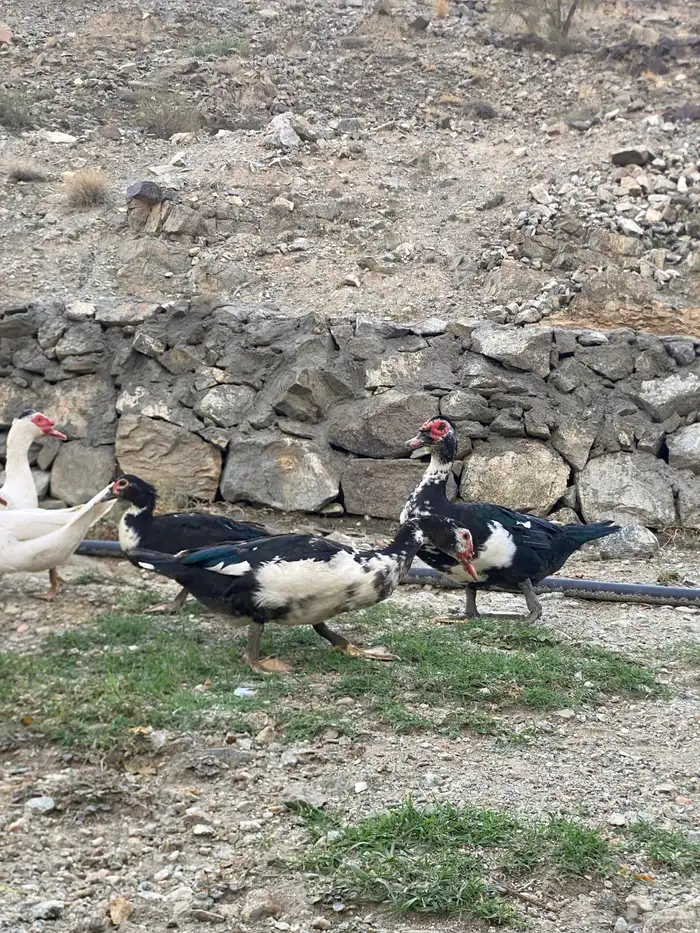 بط بلدي مشروط 2