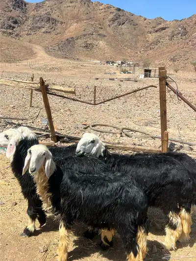 رخال جذعات نجد index