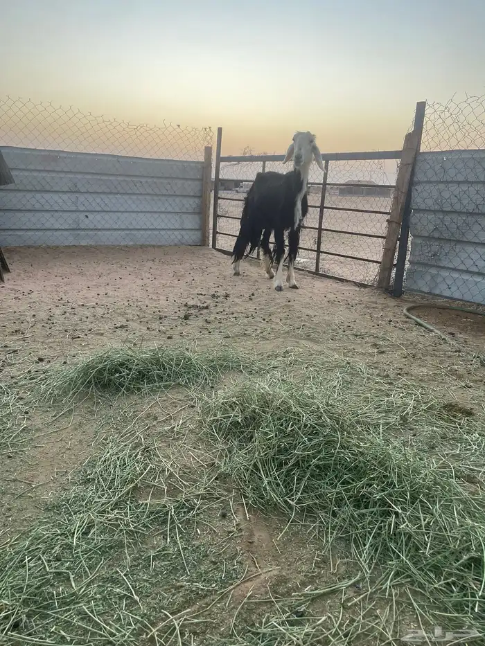 شاه نجديه صنف كفو 1