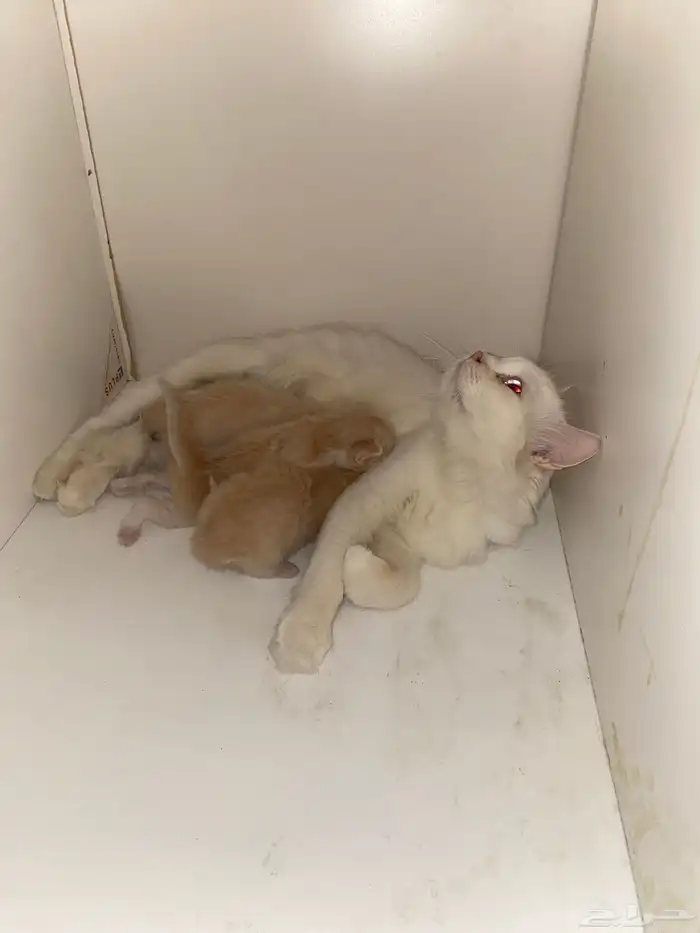 قطه شيرازيه مع ثلاثه صغار للبيع 4