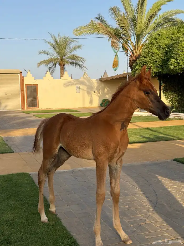 فرس شعبيه فاخره 6