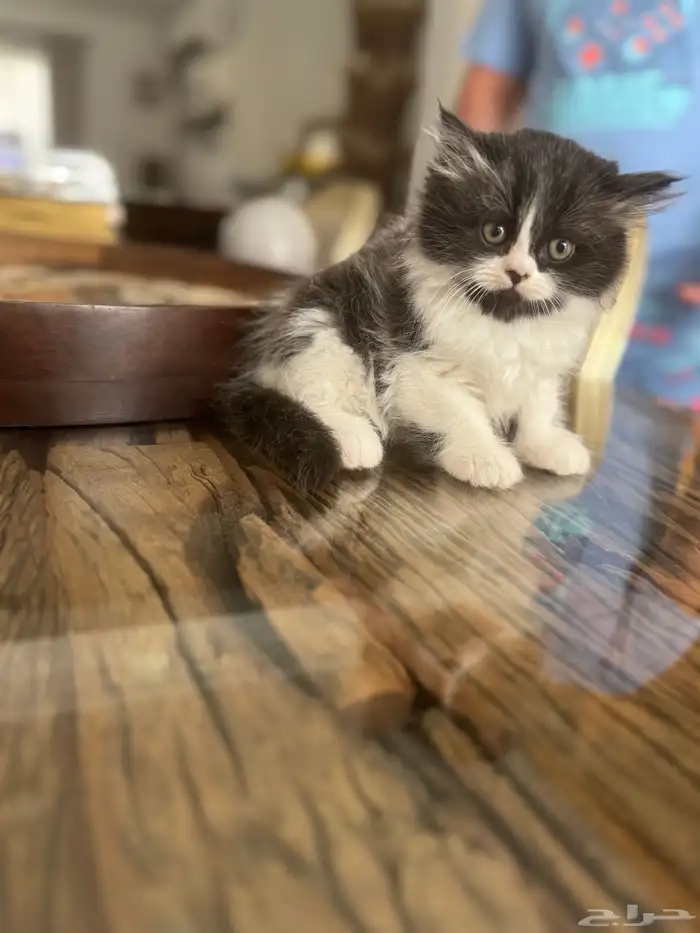 قطط شيرازي مستوى عالي 2