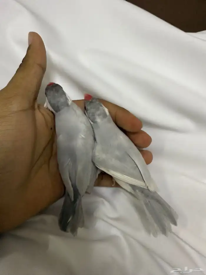 طيور جاوا زوج 1