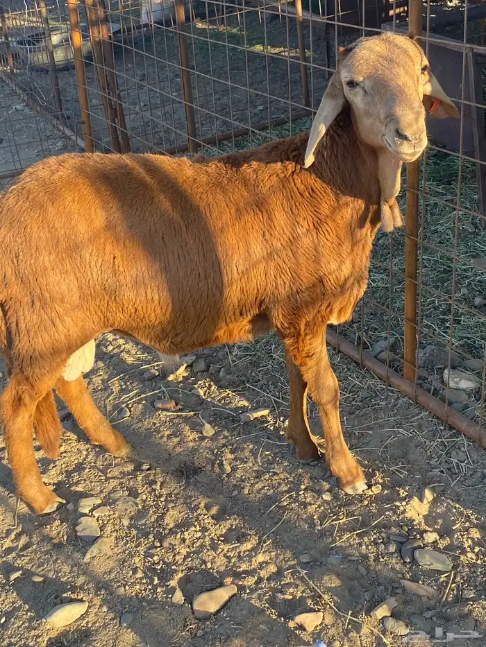 طلي سواكني مرابي ذبيحه 1