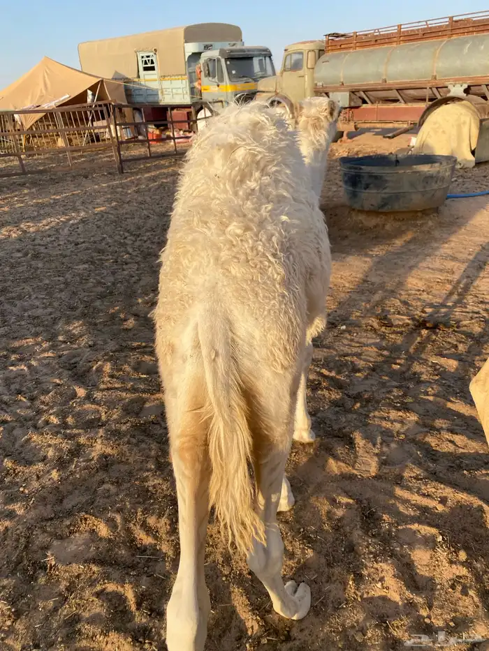 قعدان قصب 2