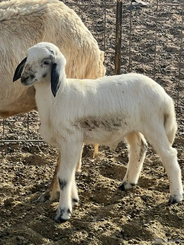 شاه سنها تامه تحتها خروف عمره شهر سلم وروم شرط 3