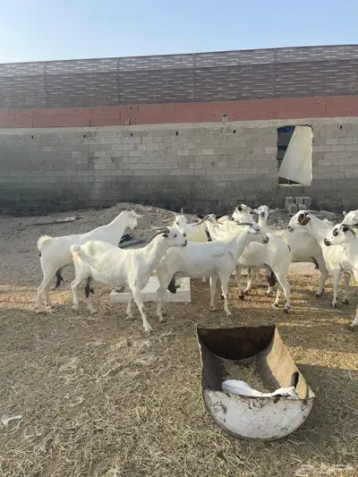 معزاء فواخر بيشيات index