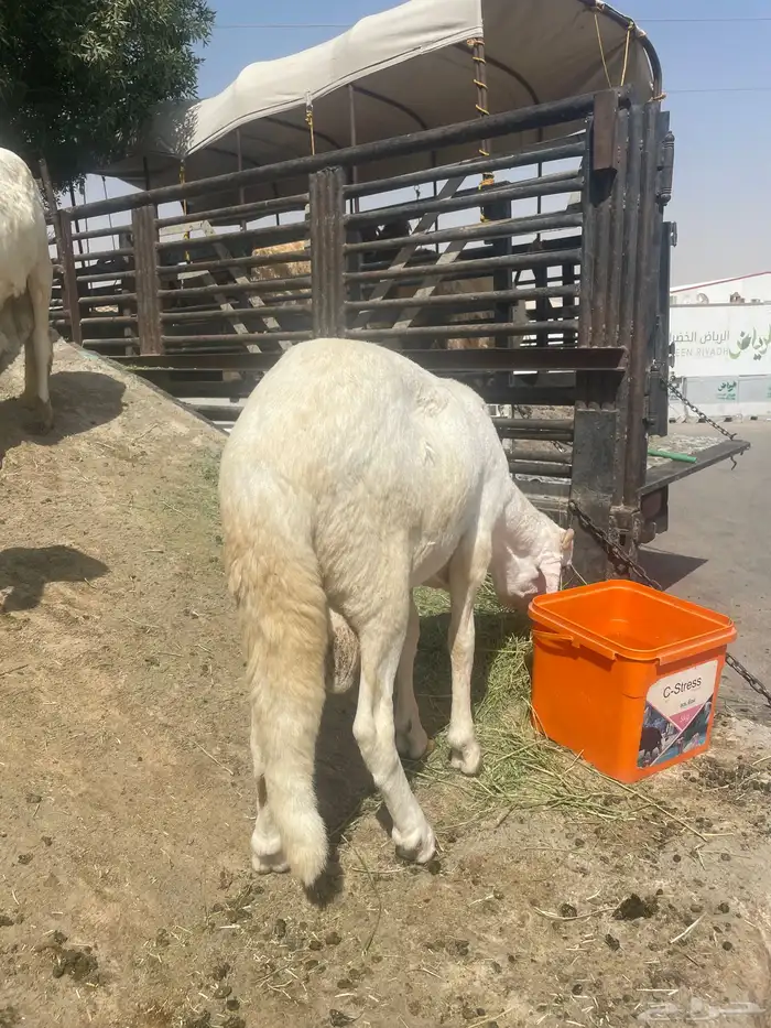 حريات وسواكن جذعان بيض وحمر ونعيم بلدي نضيفف 1