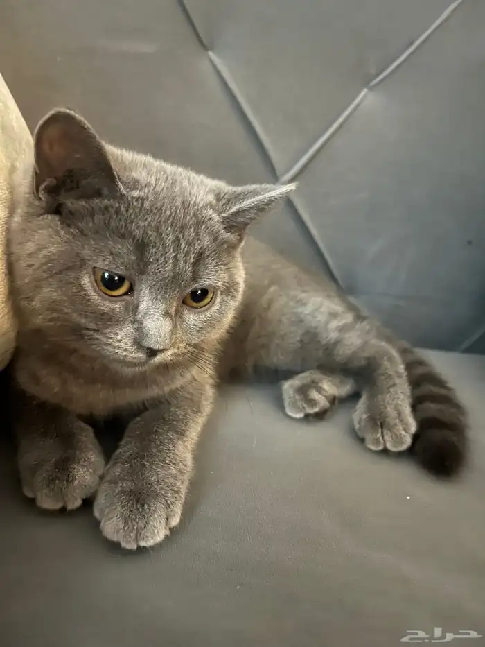 قط شيرازي عمر 5 شهور 2