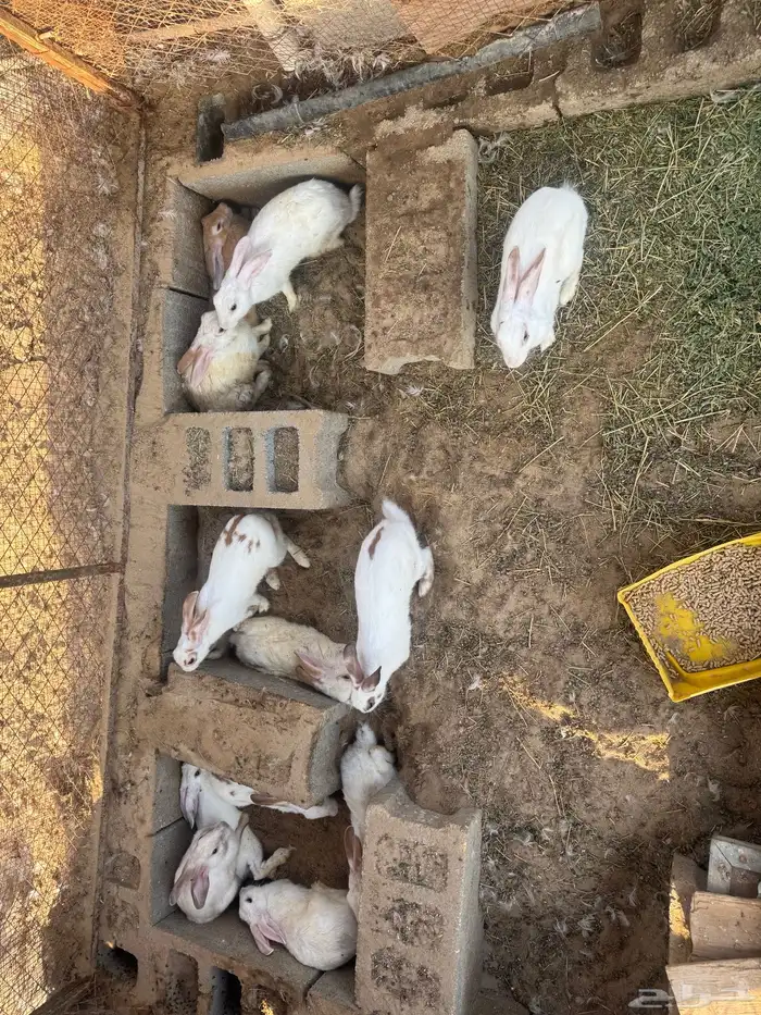 ارانب منتجه للبيع 0