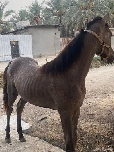 مهره شعبيه index