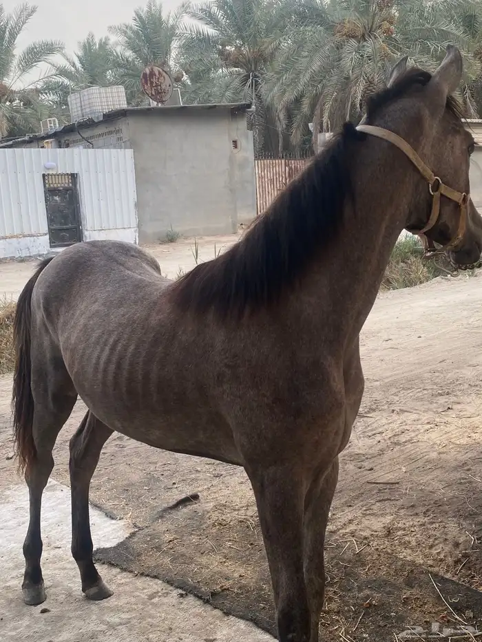مهره شعبيه 2