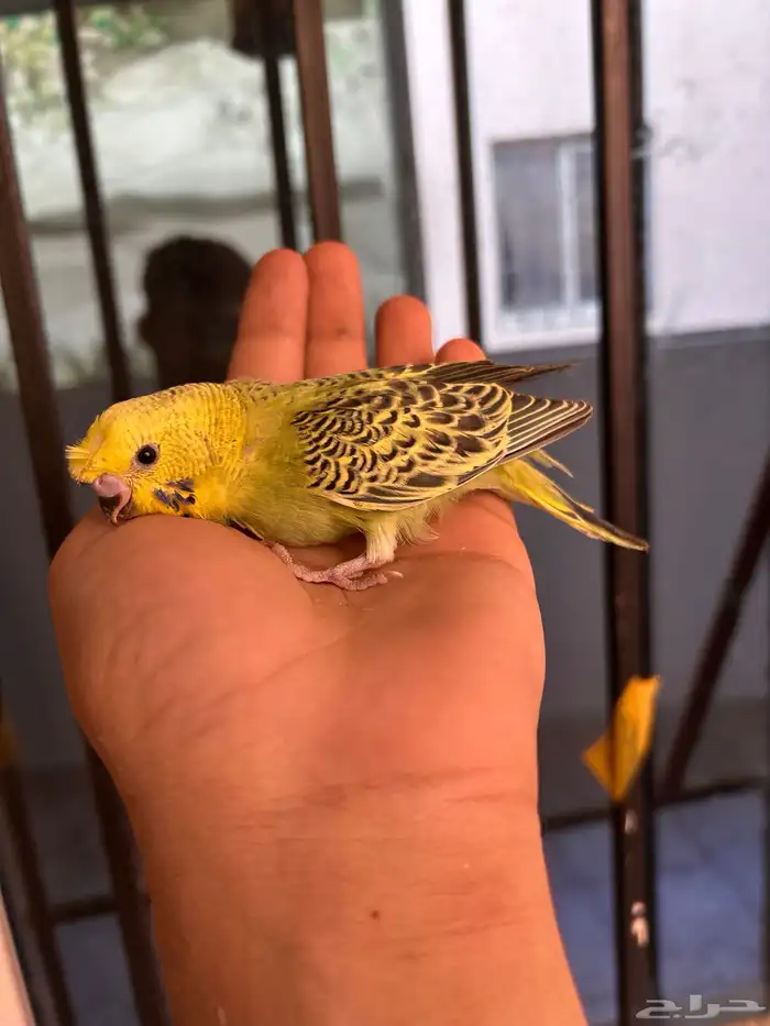 فروخ باجي غر بلاك فيس 3