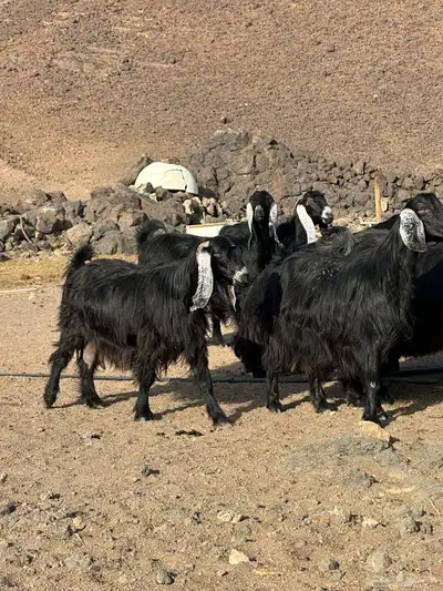 معزا عوارض اصل صنف الصنف index