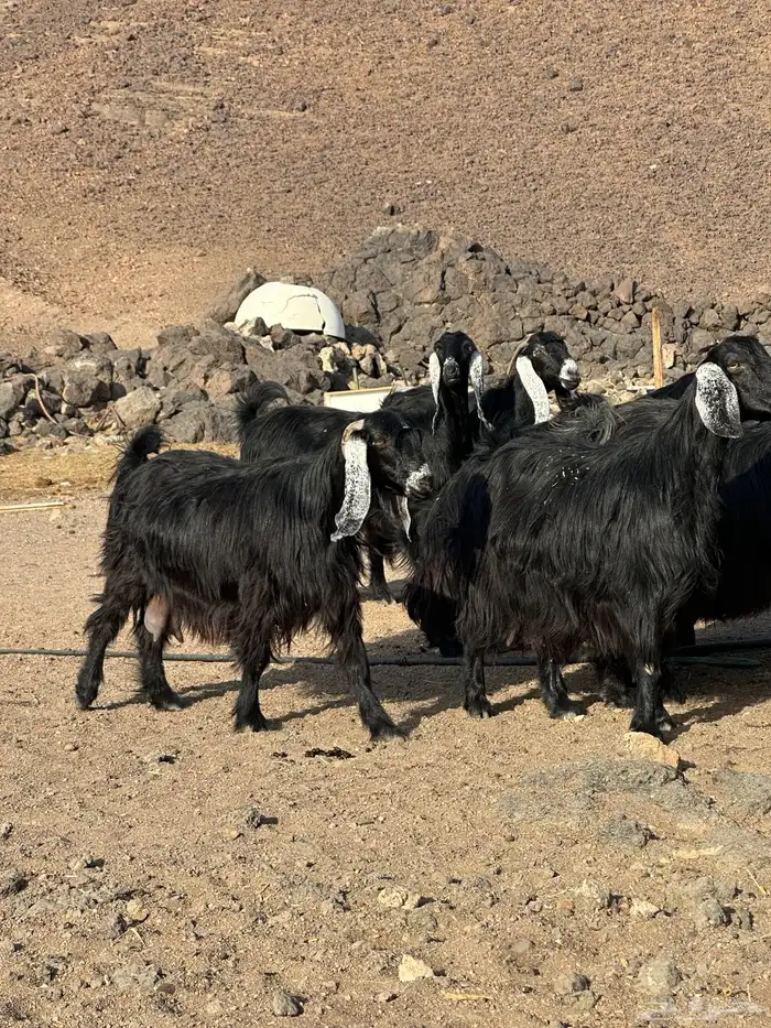 معزا عوارض اصل صنف الصنف 4