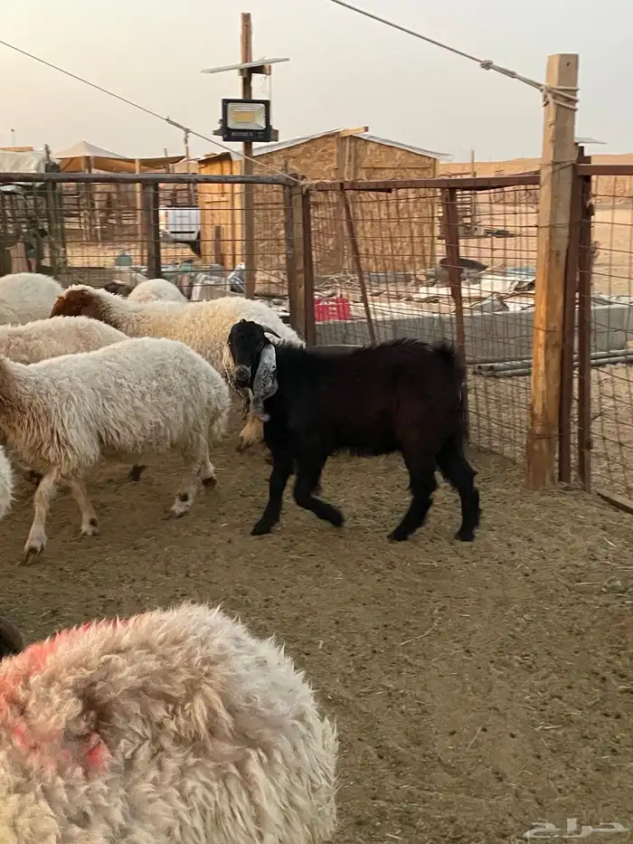 تيس طيب عارضي مشروع فحل شق توم 2