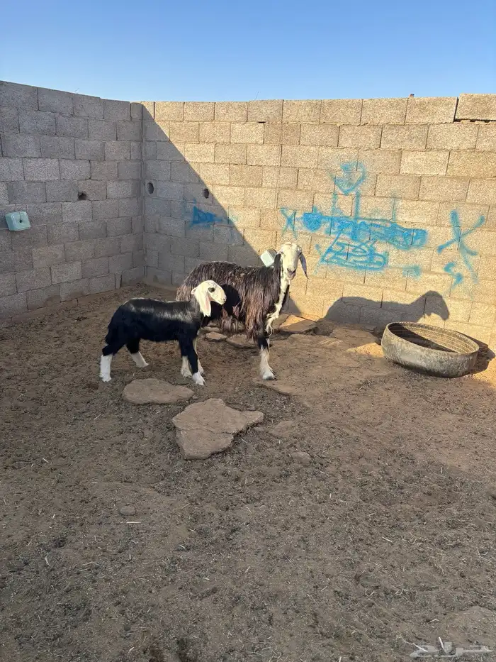 للبيع نعجه نجديه تحتها رخله 3