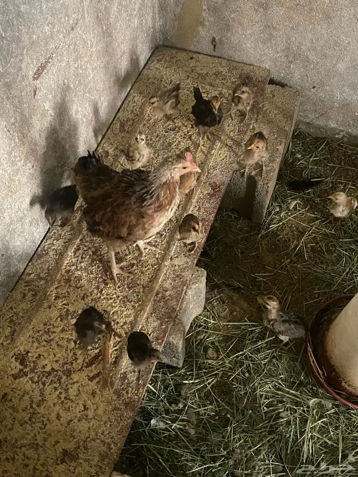 دجاجه بلديه مفرخه 1