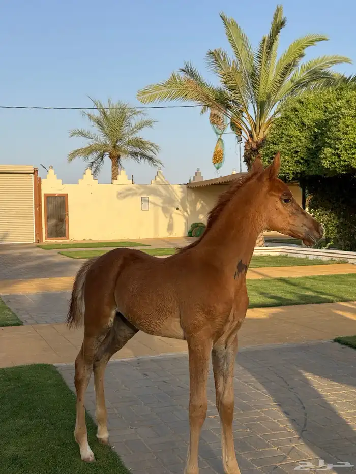 فرس شعبيه فاخره 4