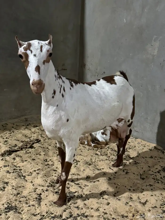 جفرة عمانية 1